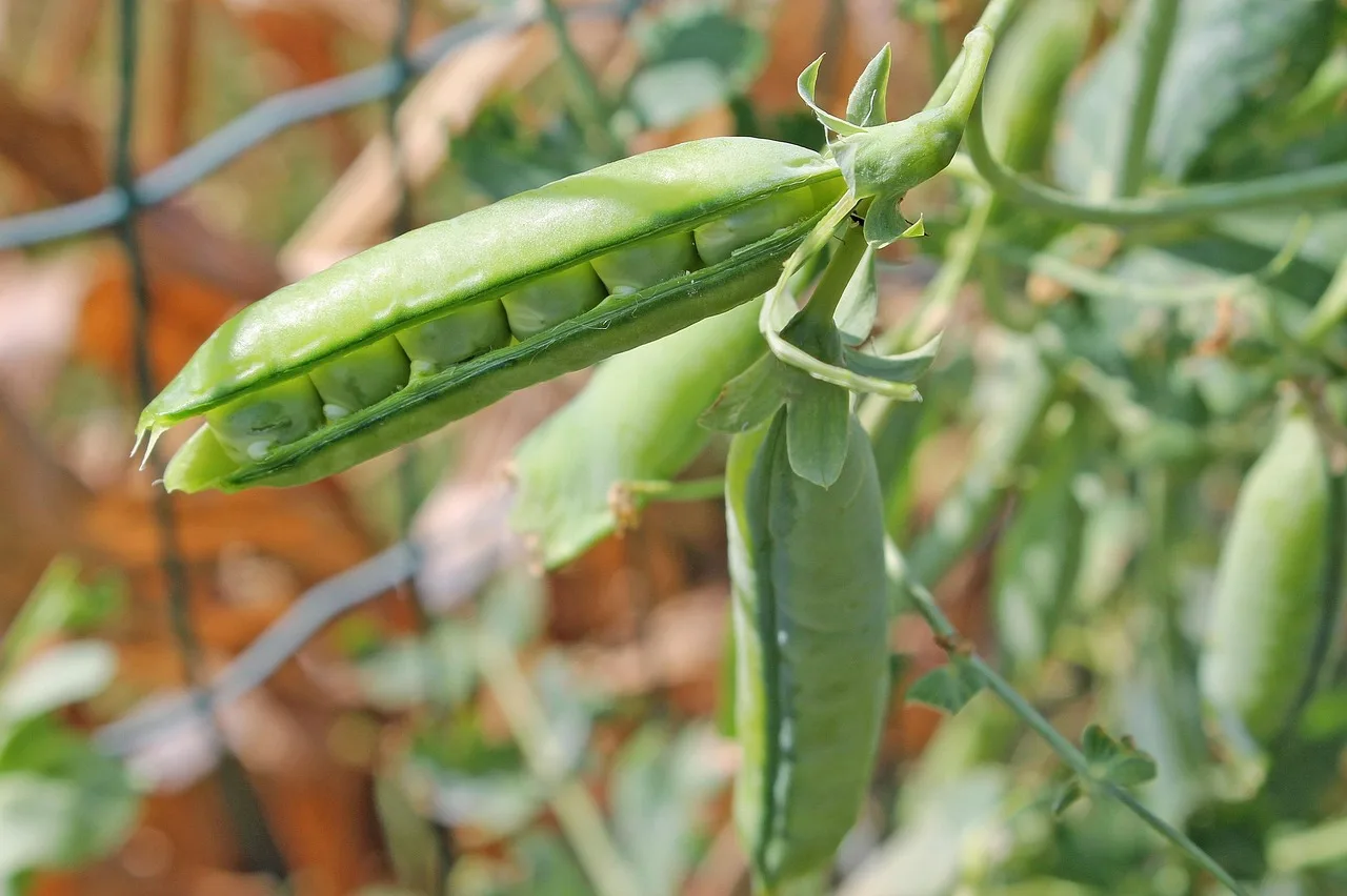 Pea seeds per hole by condition
