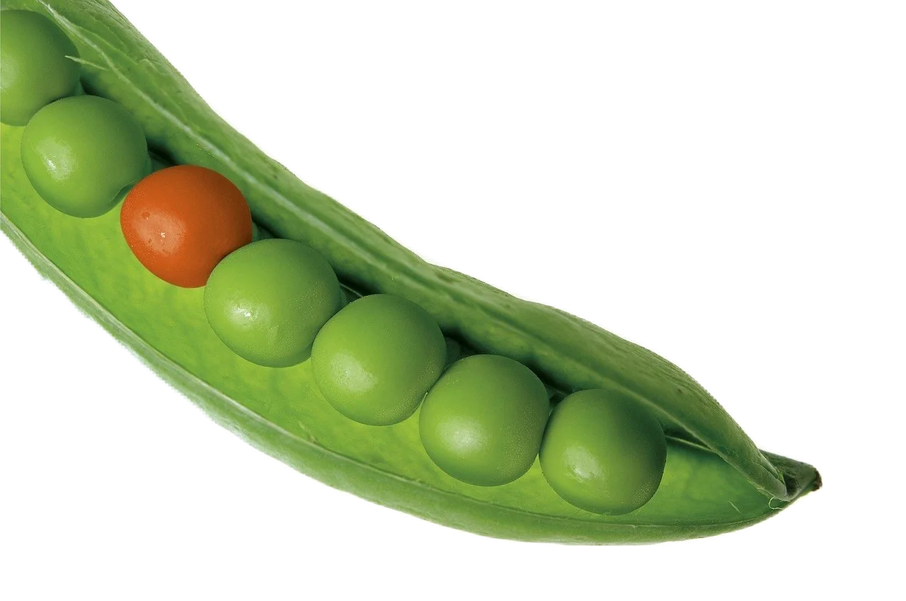 Pea harvest spacing guide