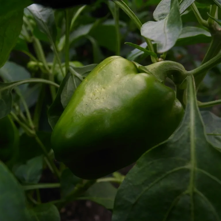 Small garden bed with pepper plants spaced beside a tape measure in natural light