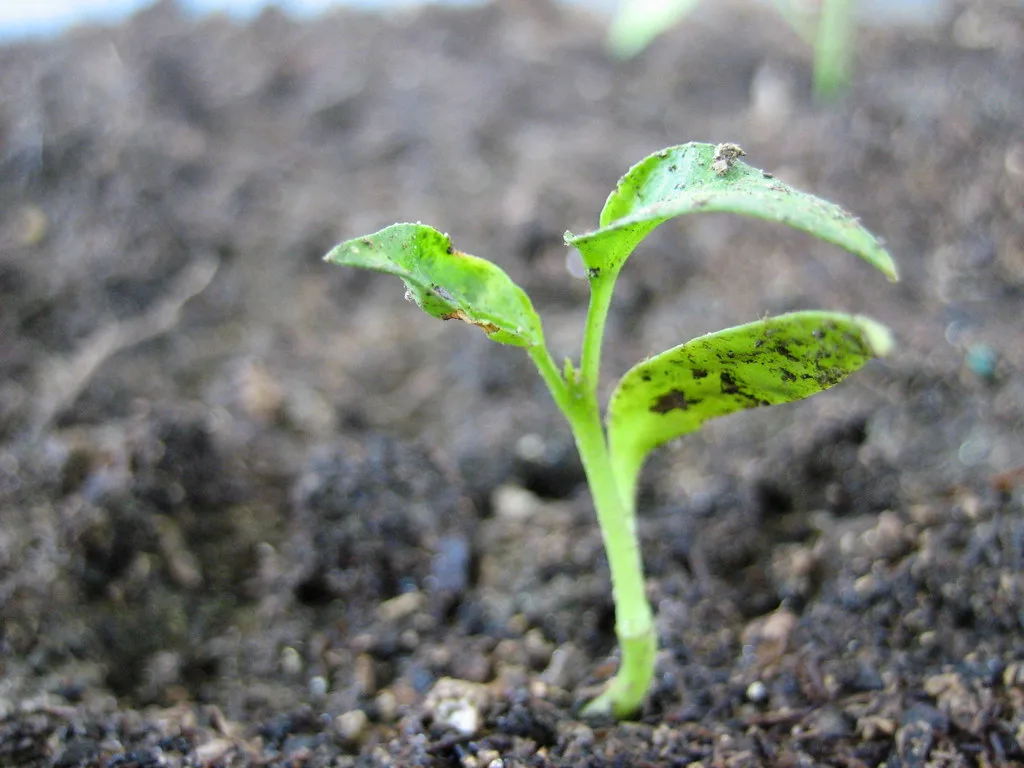Gardener measures spacing between two young pepper seedlings in soil