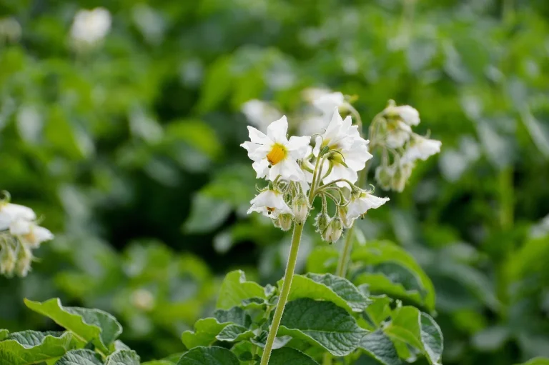 Gardener spacing seed potatoes evenly in a raised bed with a ruler