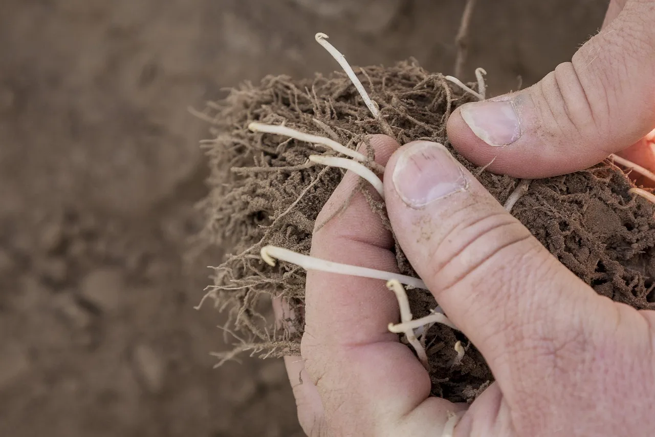 Can potatoes grow in a raised bed?