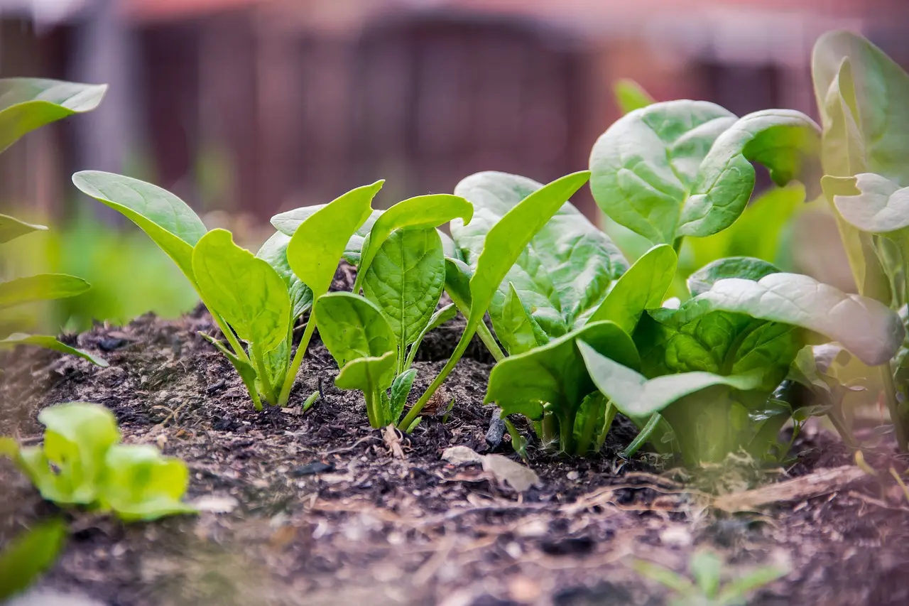 Gardener sprinkling spinach seeds into a straight row in a raised bed