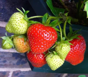 How Many Strawberry Plants Should a Beginner Start With?