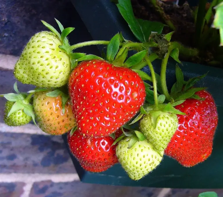 Beginner gardener beside a small strawberry patch with raised beds and containers