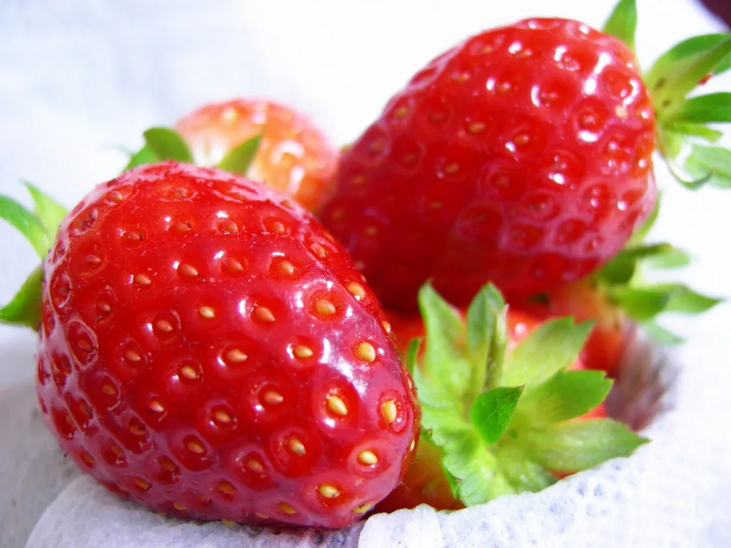 Hands planting strawberry seedlings into moist soil with a trowel