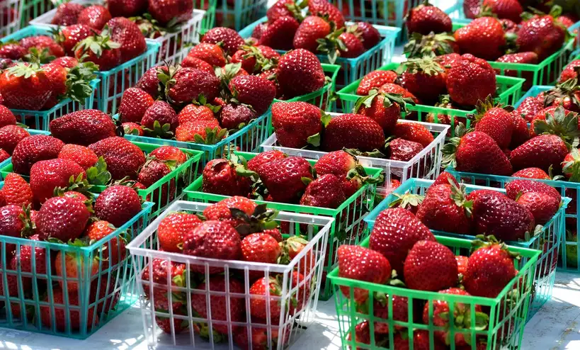 How many strawberry plants should you start with?