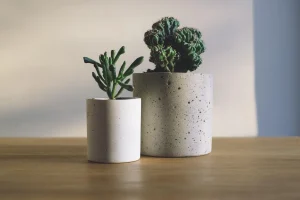 How Many Succulents Can Share One Container?