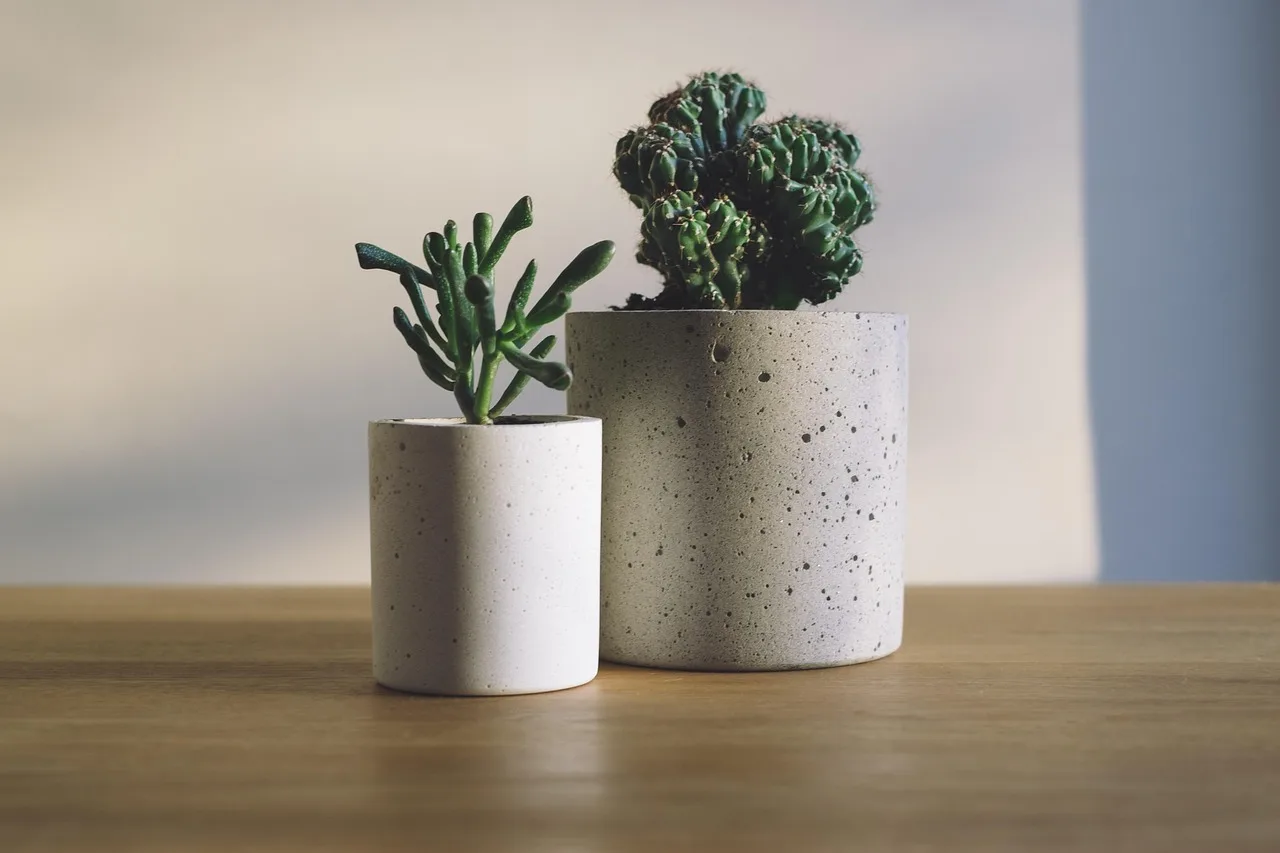Succulents arranged in a shallow ceramic pot on a sunny patio, showing spacing by size