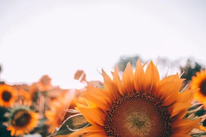 How Many Sunflower Seeds Should You Plant Together?