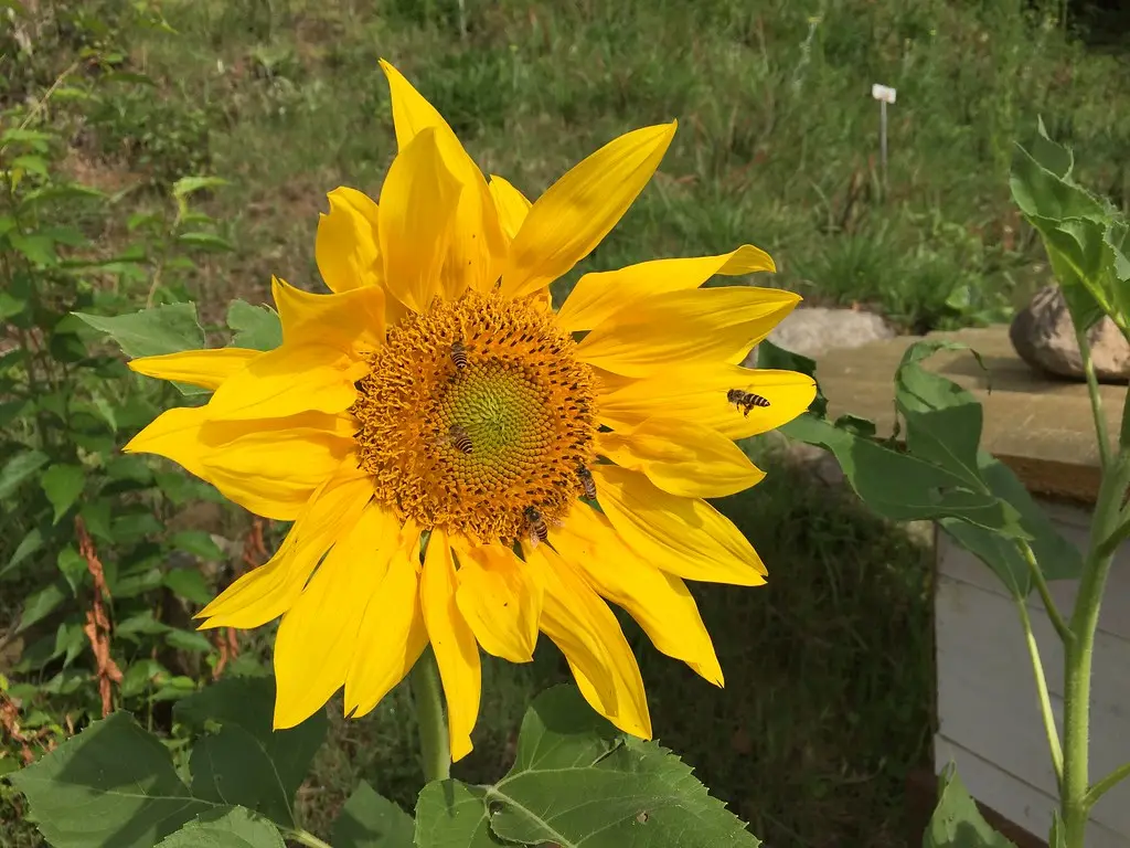 Sunflower seeds being planted in a small pot of moist soil.