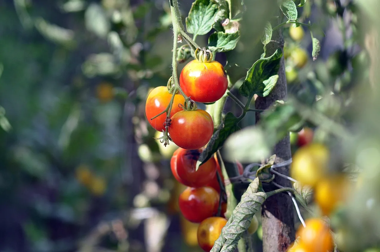 Tomato plants spaced in a garden bed with cages and stakes in natural light