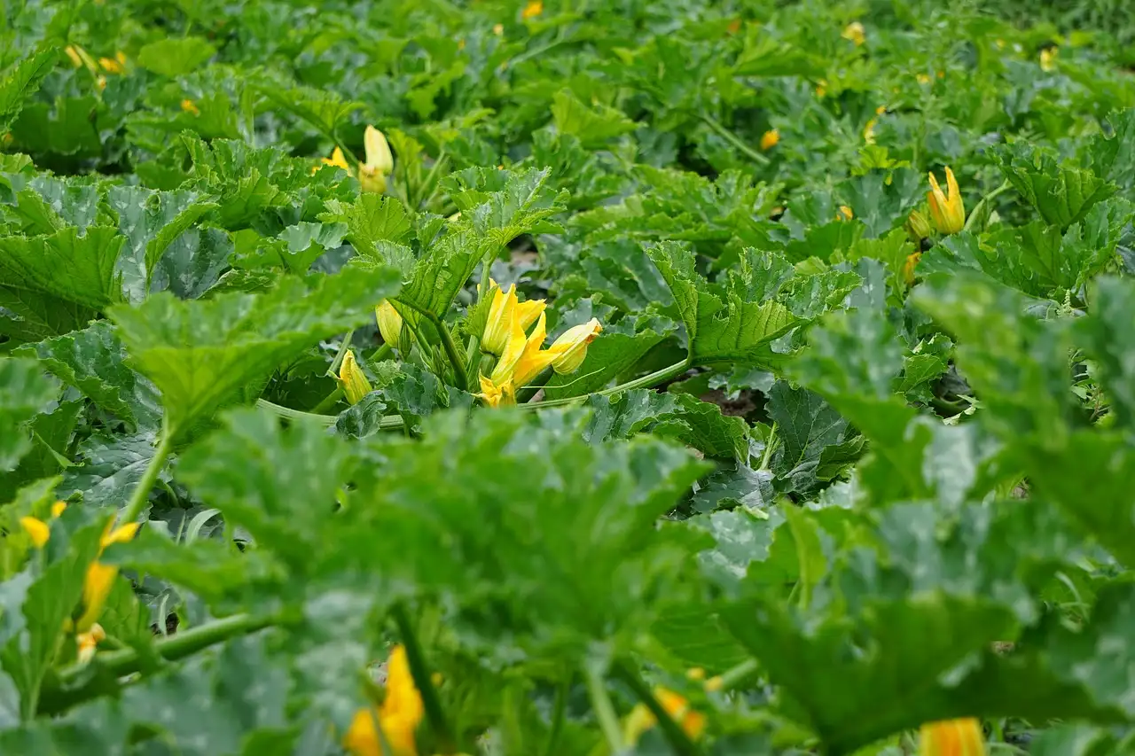 Zucchini plant calculator