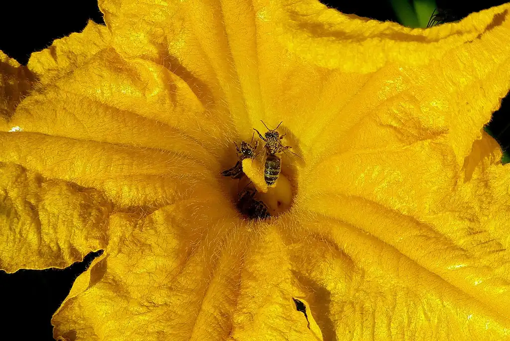 How many zucchini plants should you grow?