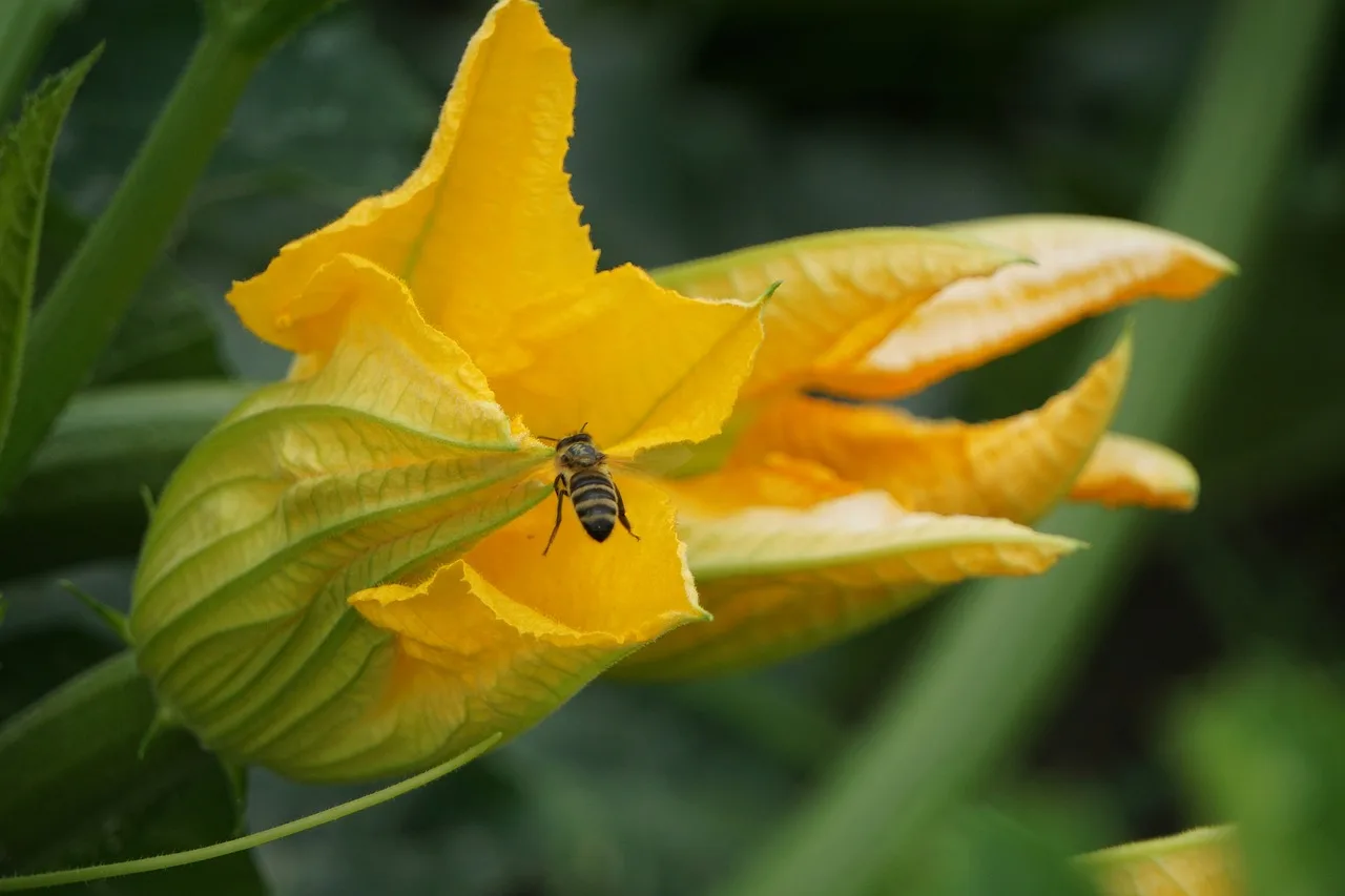 How much zucchini does one plant produce?
