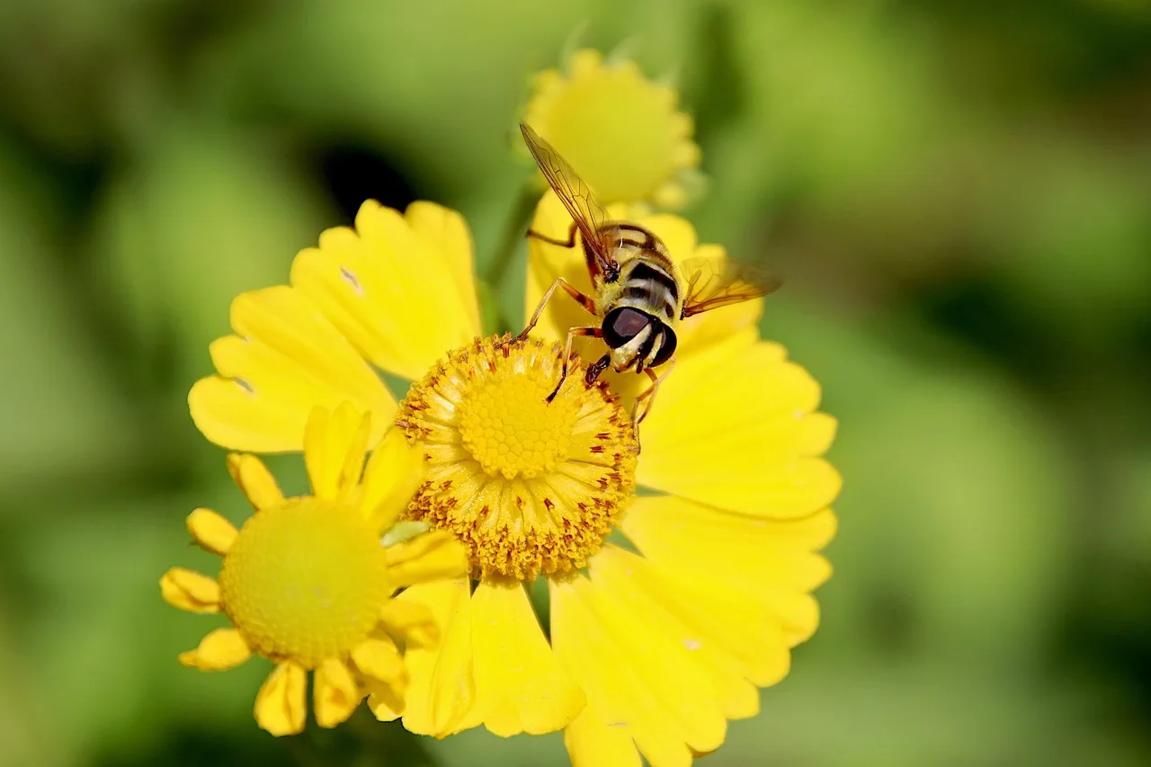 How much sun do botanical garden plants need?