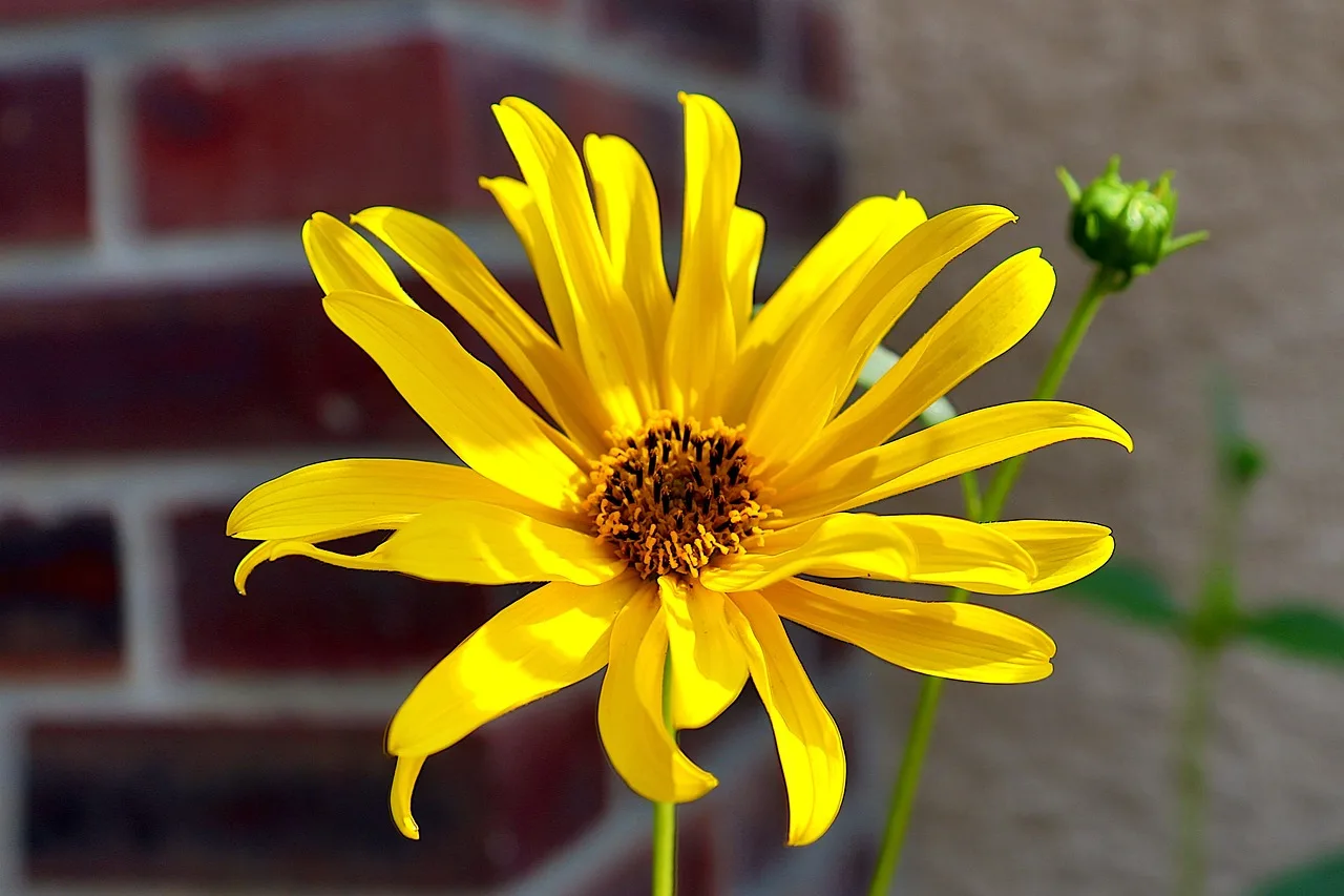Which botanical garden plants need full sun?