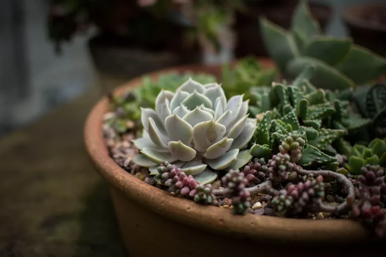 Succulents on a bright windowsill beside a hand checking dry winter soil