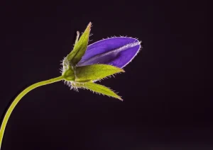 How Plant Reproduction Works Without Getting Technical