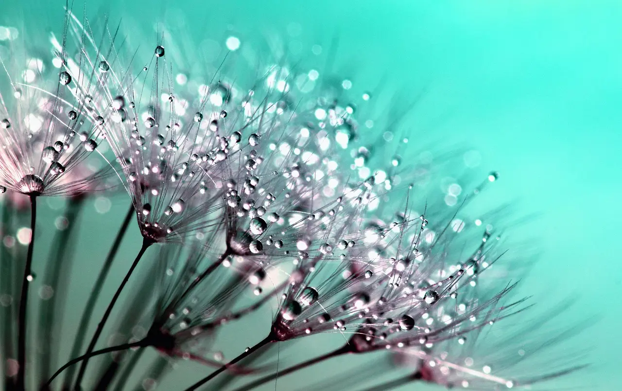 How does sexual reproduction make seeds?