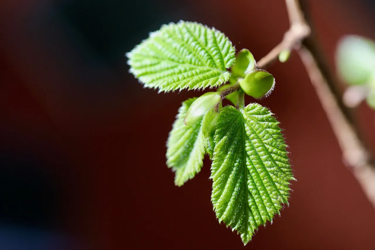 How this plant makes a new plant decision table