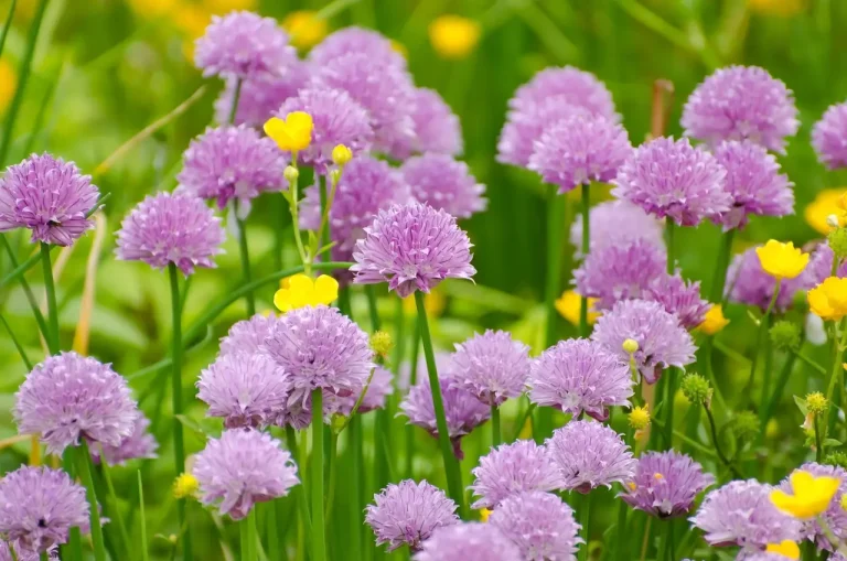 A flowering plant beside taller vegetation in natural daylight with buds and open blooms