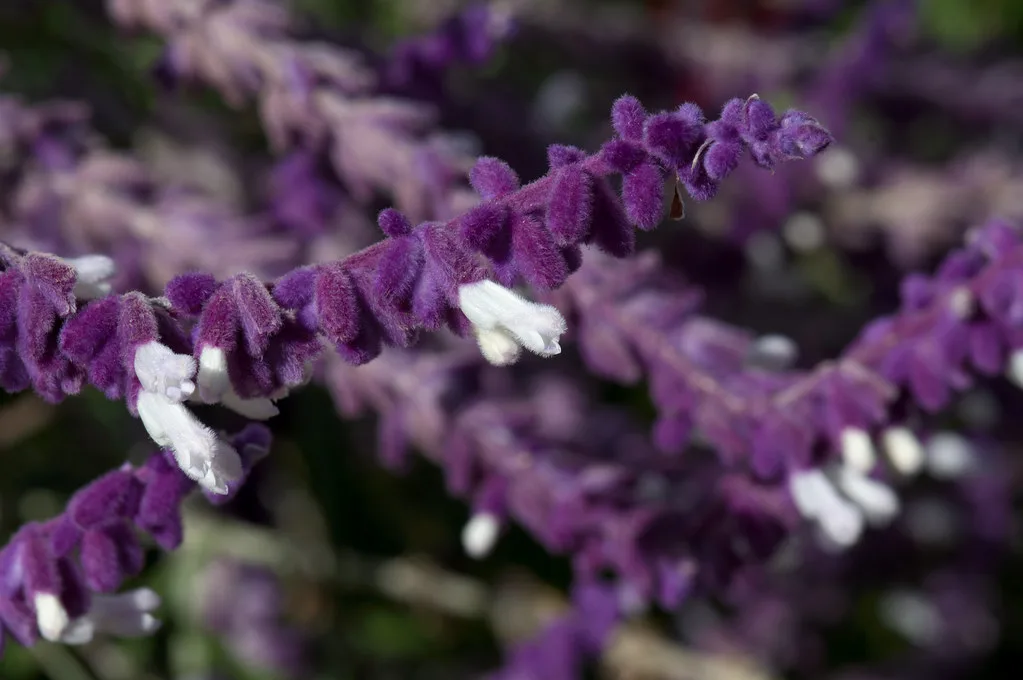 Close-up of plant buds, stem, thermometer, and soil showing cues linked to flowering