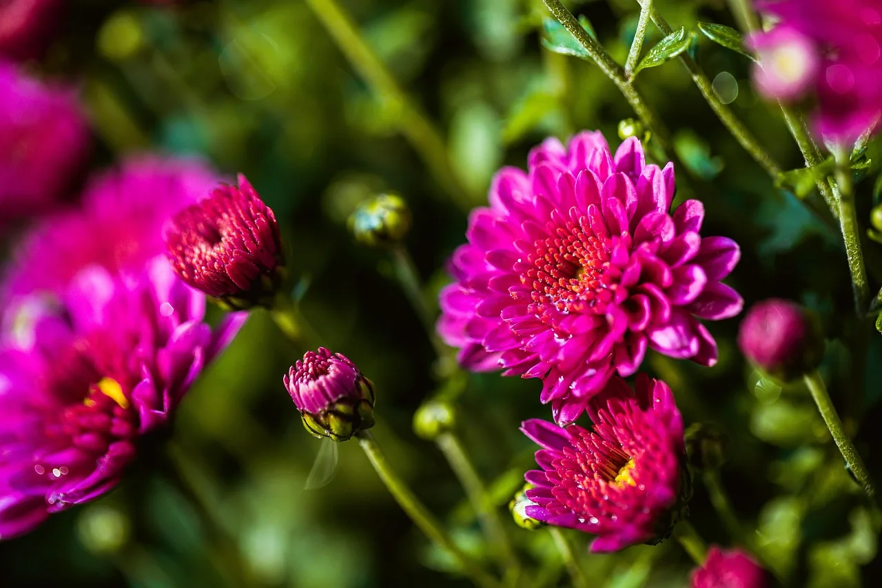 Why do plants flower at all?