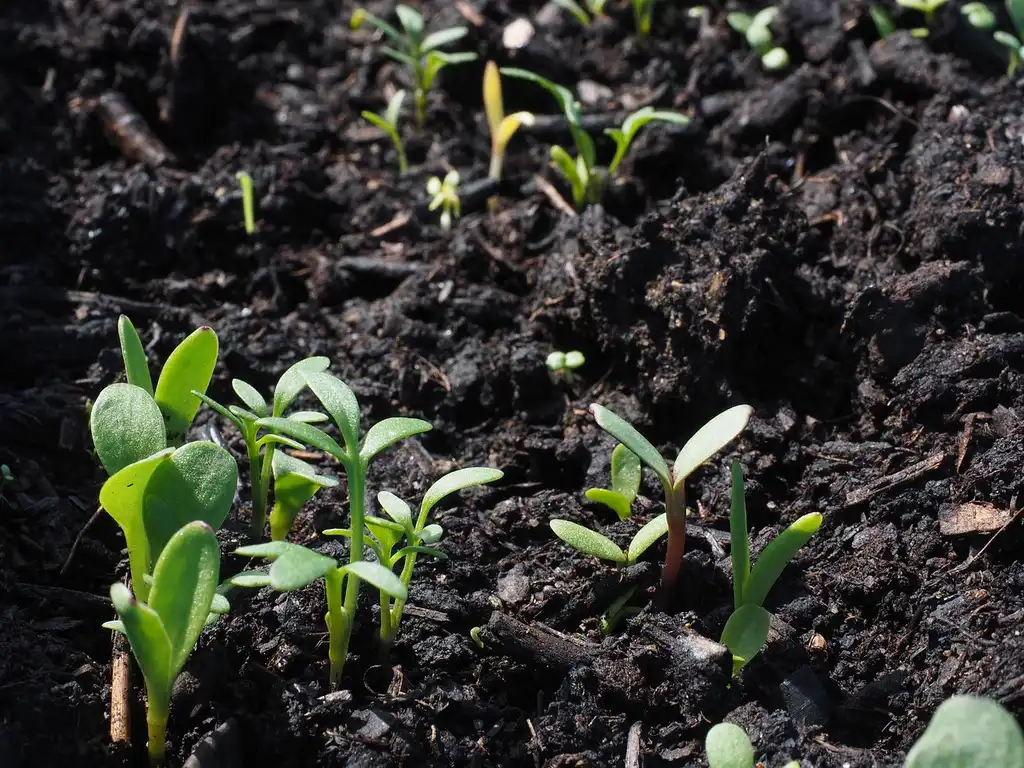 Gardener’s hands check moist seed-starting soil in a tray next to seeds and a watering can.