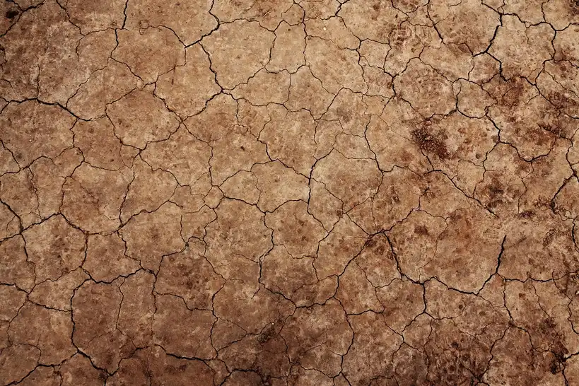 How soil texture and seed-starting mix change germination