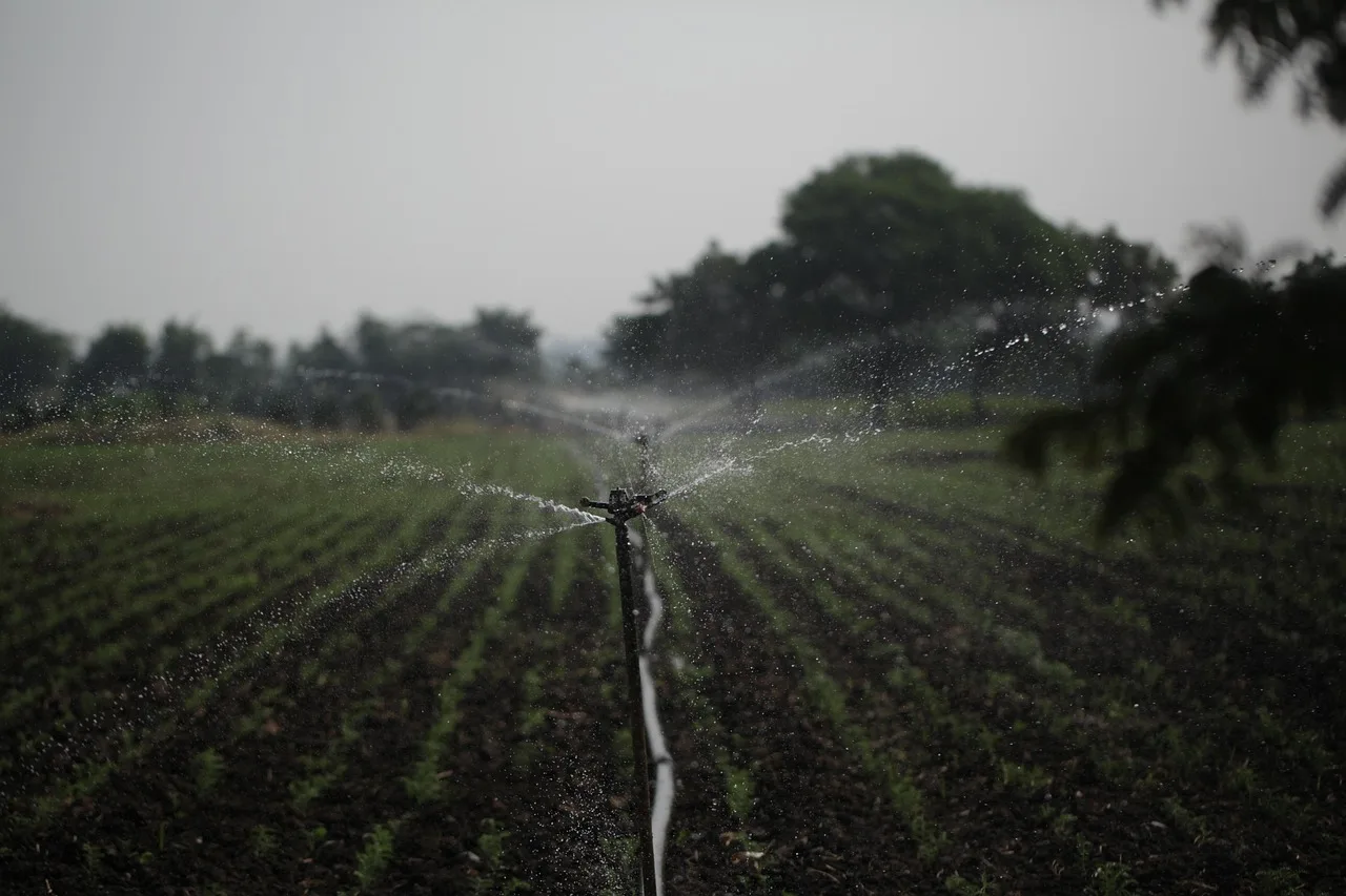 Homeowner timing a hose bib flow test beside a garden irrigation setup