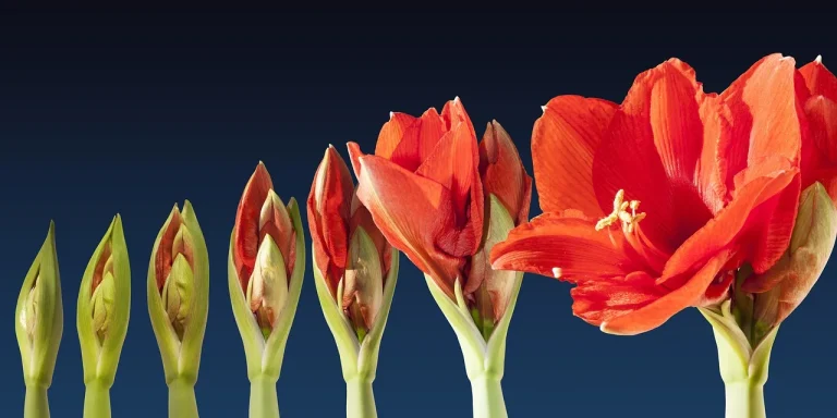 A potted amaryllis on a bright windowsill with cut stems, green leaves, and a watering can nearby.