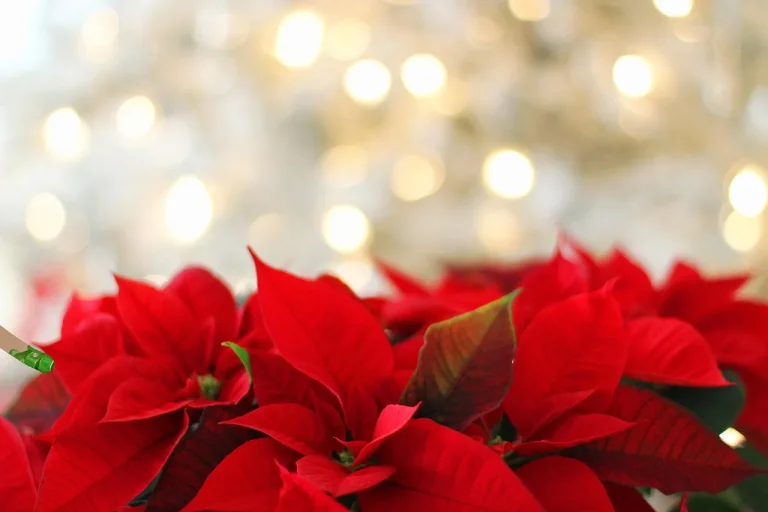 Poinsettia on a sunny windowsill while hands check the soil and trim faded leaves