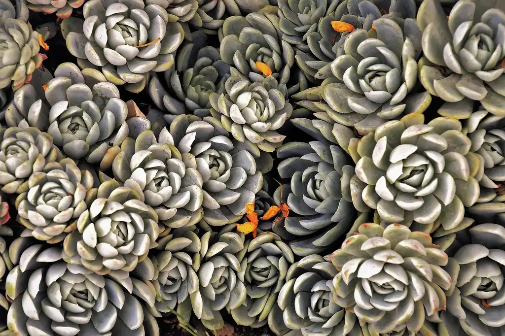 How to choose by plant need
