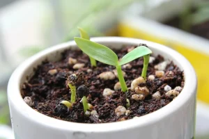 How to Choose the Right Containers for Growing Vegetables