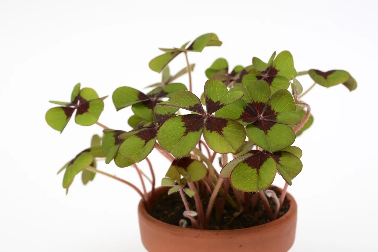 How much bigger should the new pot be?