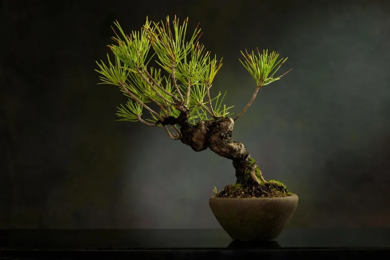 Bonsai trees and assorted pots on a wooden table in natural window light