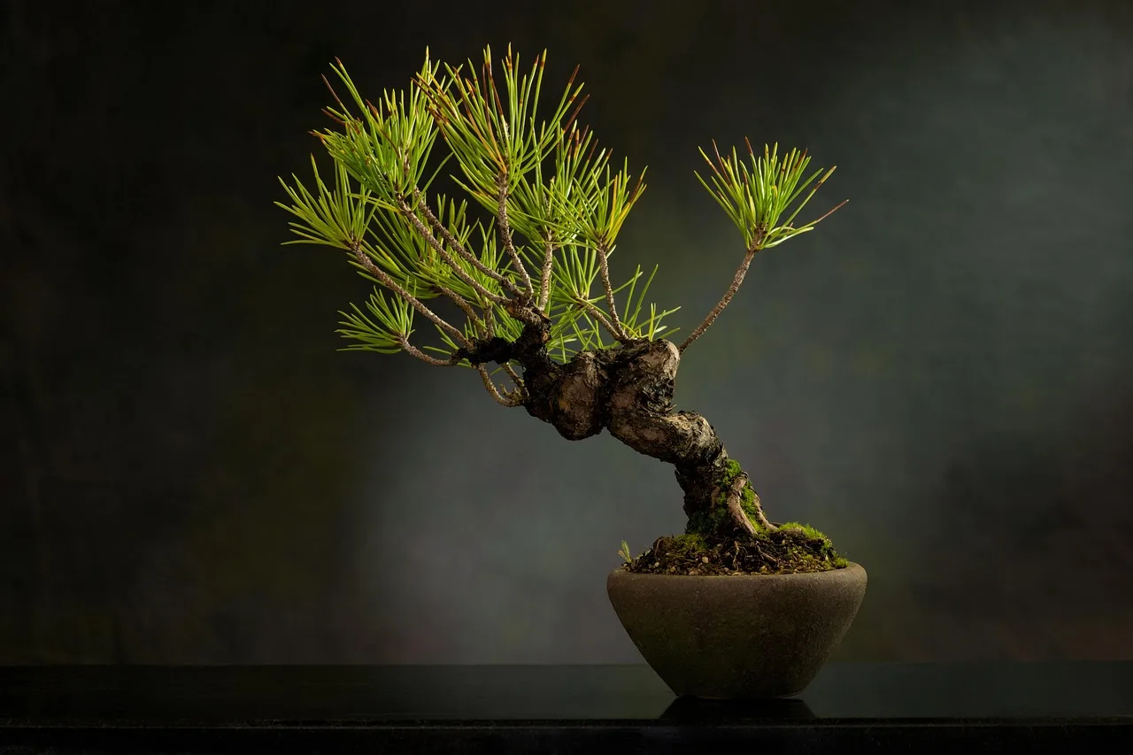 Bonsai trees and assorted pots on a wooden table in natural window light