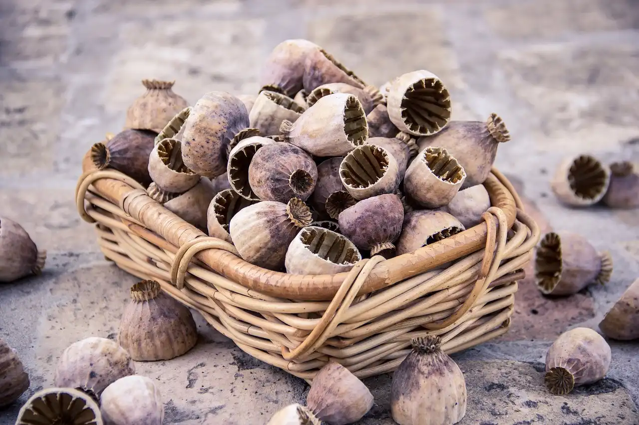 How do you choose seeds that match your garden goal?