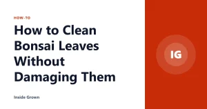 How to Clean Bonsai Leaves Without Damaging Them