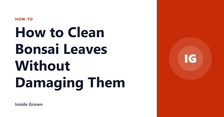 How to Clean Bonsai Leaves Without Damaging Them