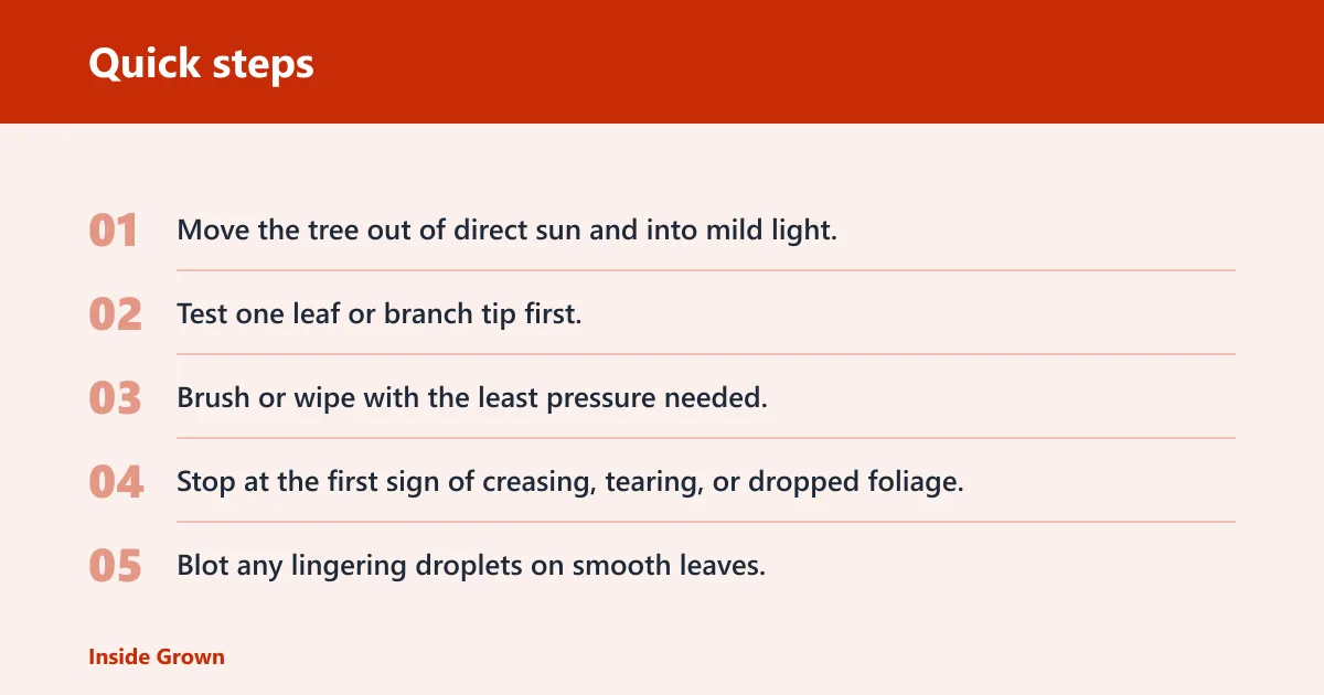 Quick steps: How to remove dust from bonsai leaves safely