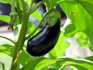 How to Fertilize a Vegetable Garden Without Overdoing It