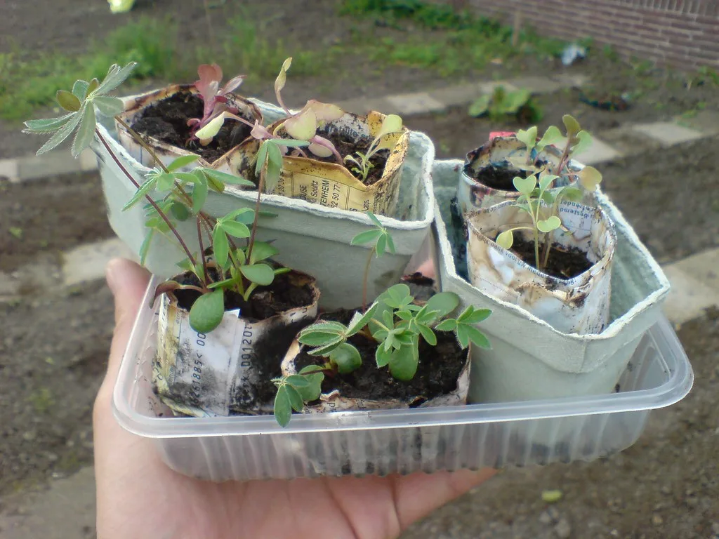 Hands measuring fertilizer near vegetable seedlings in garden soil