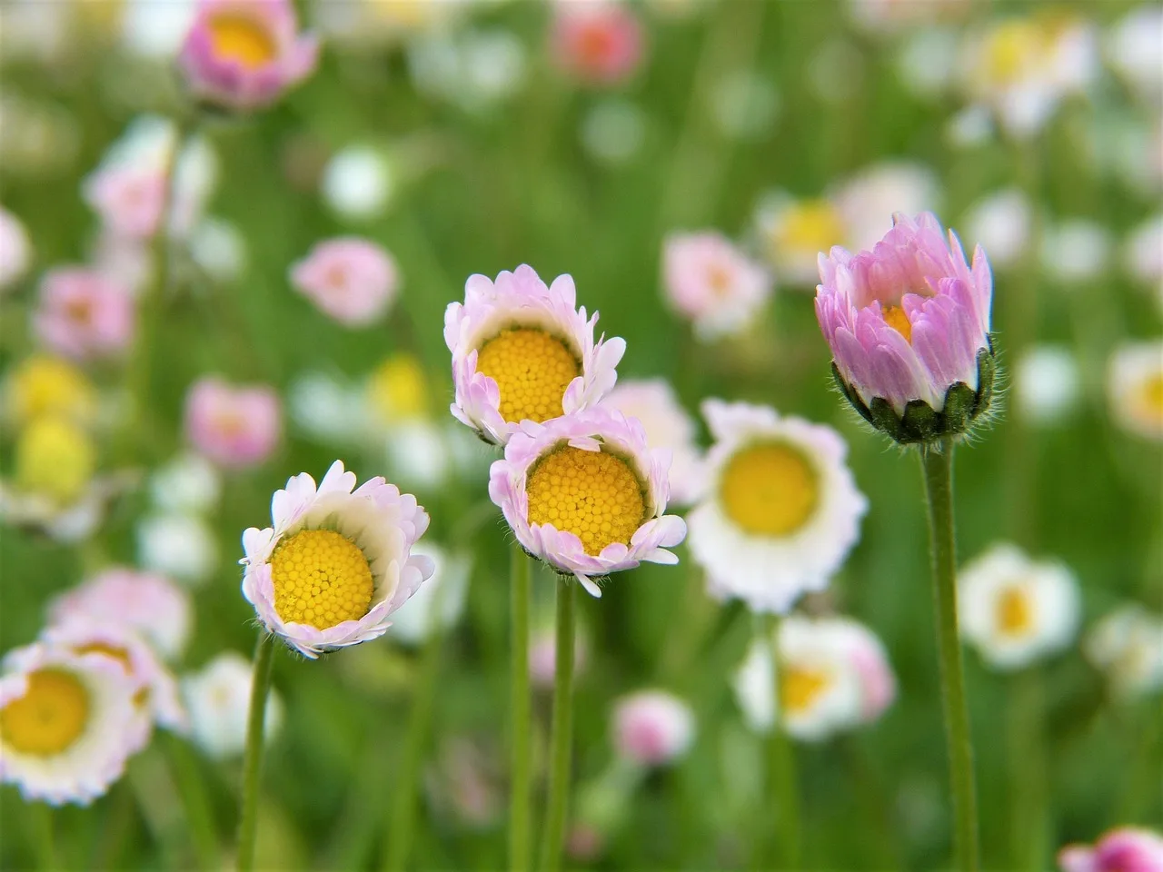 What fertilizer is, and when a garden actually needs it
