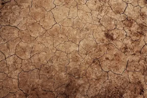 How to Fix Compacted Soil in High-Traffic Yard Areas