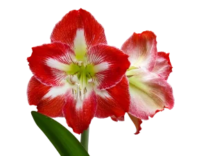 How to Force Amaryllis Bulbs to Bloom Indoors