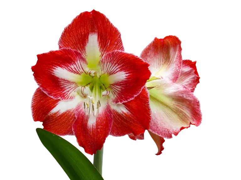 A potted amaryllis bulb with green shoots sits on a sunny windowsill.