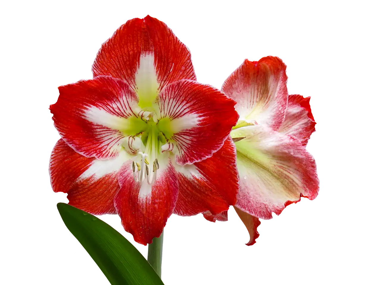 A potted amaryllis bulb with green shoots sits on a sunny windowsill.