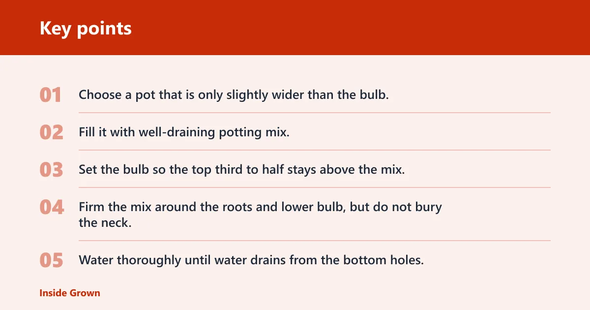Key points: How do you get amaryllis bulbs to bloom indoors?